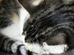 Mazlivá koťátka do bytu