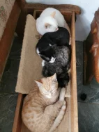 Mazlivá koťátka do bytu