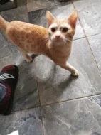 Mazlivá koťátka do bytu