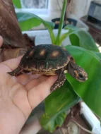 Želva uhlířská (Chelonoidis carbonaria)