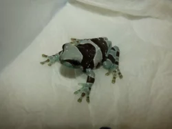 Rosnička včelí (Trachysephalus resinifictris)