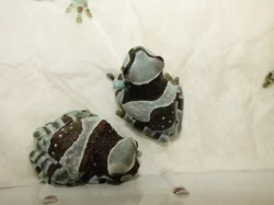 Rosnička včelí (Trachysephalus resinifictris)