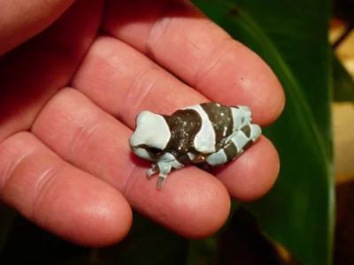 Rosnička včelí (Trachysephalus resinifictris)