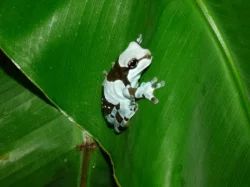 Rosnička včelí (Trachysephalus resinifictris)