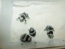 Rosnička včelí (Trachysephalus resinifictris)