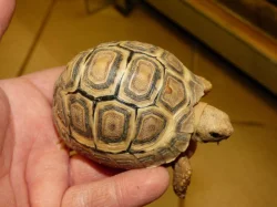 Želva pardálí (Stigmochelys pardalis)