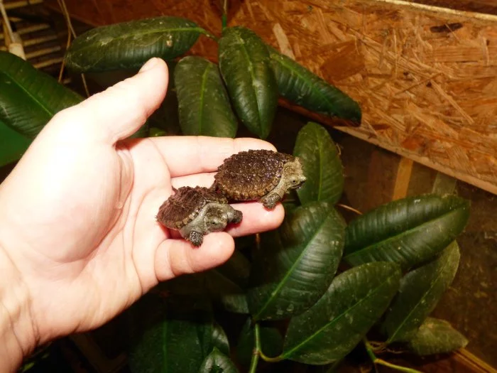 Kajmanka dravá (Chelydra serpentina) vlastní odchov