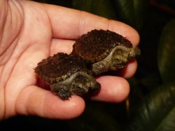 Kajmanka dravá (Chelydra serpentina) vlastní odchov