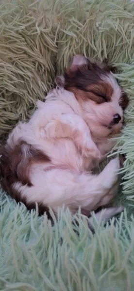 Yorkshire teriér s PP