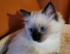 Ragdoll koťata s PP