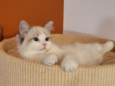 Ragdoll koťata s PP