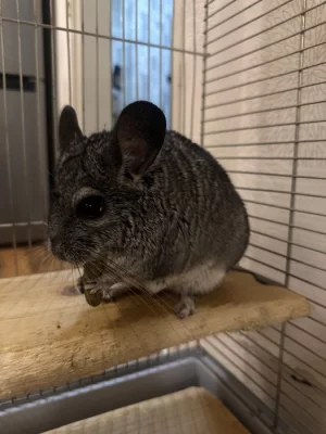 Činčila (Long-tailed chinchilla)
