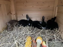 Prodám 5 Samic a 2 samce