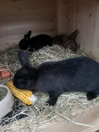 Prodám 5 Samic a 2 samce