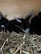 Prodám 5 Samic a 2 samce