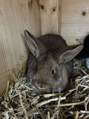 Prodám 5 Samic a 2 samce