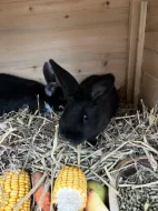 Prodám 5 Samic a 2 samce