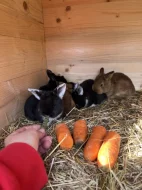 Prodám 5 Samic a 2 samce