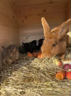 Prodám 5 Samic a 2 samce