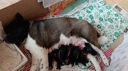 Americká Akita štěňátka s PP prodam