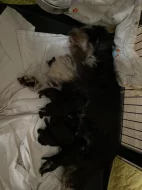 Knírač malý s pp černostříbřitý