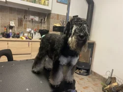 Knírač malý s pp černostříbřitý