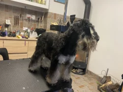 Knírač malý s pp černostříbřitý