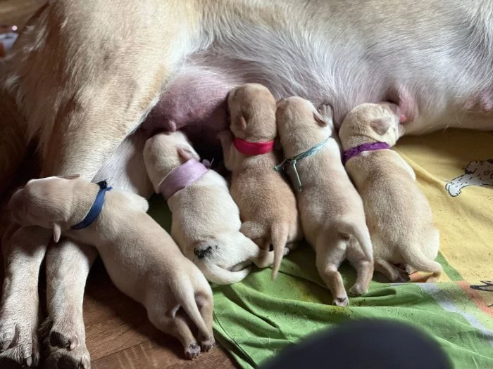 Prodám štěně labradora