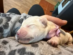 Prodám štěně labradora