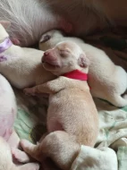 Prodám štěně labradora