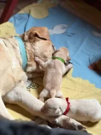 Prodám štěně labradora