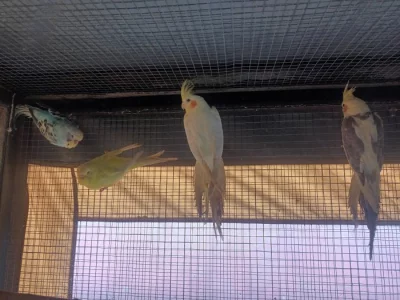 Prodám andulky a korely