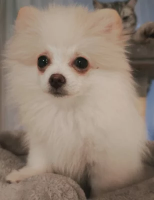 Pomeranian fenka štěňátko