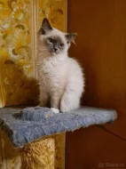 PRODÁM KOŤÁTKA RAGDOLL IHNED K ODBĚRU