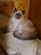 PRODÁM KOŤÁTKA RAGDOLL IHNED K ODBĚRU