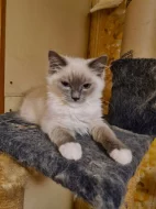 PRODÁM KOŤÁTKA RAGDOLL IHNED K ODBĚRU
