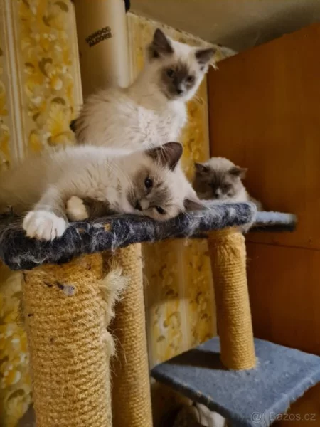 PRODÁM KOŤÁTKA RAGDOLL IHNED K ODBĚRU