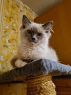 PRODÁM KOŤÁTKA RAGDOLL IHNED K ODBĚRU