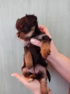 Jorkšír štěňátko krásná holčička