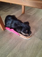 Jorkšír štěňátko krásná holčička