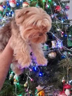 Jorkšír štěňátko krásná holčička