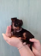 Jorkšír štěňátko krásná holčička