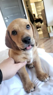 Bigl kříženec jezevčík