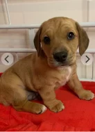 Bigl kříženec jezevčík