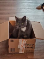 Číča do dobrých rukou