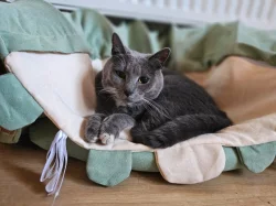 Číča do dobrých rukou