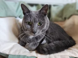 Číča do dobrých rukou