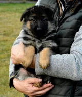 Německý ovčák - štěňátka s PP