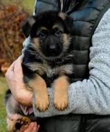 Německý ovčák - štěňátka s PP