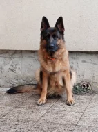 Německý ovčák - štěňátka s PP